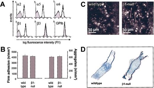 Figure 3. Platelet adhesion and thrombus formation in β1-null mice. (A) Flow cytometric analysis of glycoprotein expression on wild-type (black line) and β1-null (shaded area) mice. (B) Platelet-vessel wall interactions after vascular injury were investigated in wild-type (β1 fl/fl) and β1-null mice by in vivo fluorescence microscopy of the common carotid artery in situ. The left and right graphs summarize platelet adhesion and aggregate formation, respectively, of 7 experiments per group. Results are shown as mean ± SEM. (C) The photomicrographs show representative in vivo fluorescence microscopy images 3 minutes after injury in wild-type and β1-null mice. (D) Representative histologic sections of carotid arteries 20 minutes after injury demonstrating large platelet-rich thrombi in wild-type and β1-null mice.