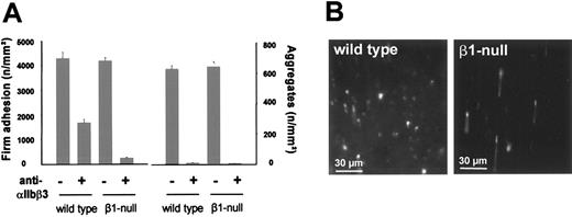 Figure 4. Inhibition of αIIbβ3 abrogates platelet adhesion and aggregate formation in β1-null mice. (A) Fluorescent wild-type or β1-null platelets were preincubated with 50 μg/mL anti-αIIbβ3 (JON/A F(ab)2 fragments) and injected into recipient mice of the same genotype. Platelet adhesion and aggregate formation following vascular injury were determined by intravital video fluorescence microscopy. The left and right graphs summarize platelet adhesion and aggregate formation, respectively, with and without αIIbβ3 inhibition. The results are presented as mean ± SEM of 7 experiments per group. (B) The photomicrographs show representative in vivo fluorescence microscopy images illustrating platelet adhesion 3 minutes after injury in wild-type and β1-null mice in the presence of anti-αIIbβ3.