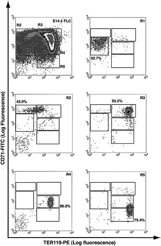 Figure 1. Flow cytometry analysis of mouse fetal liver cells. Mouse fetal liver cells were freshly isolated from E14.5 embryos and double labeled with a FITC-conjugated anti-CD71 monoclonal antibody (mAb) and a PE-conjugated anti-TER119 mAb. Dead cells (propidium iodide–positive) and debris (low forward scatter) were excluded from analysis. The top left panel illustrates a density plot of all viable fetal liver cells; axes indicate relative logarithmic fluorescence units for PE (x-axis) and FITC (y-axis). Regions R1 to R5 are defined by characteristic staining pattern of cells, including CD71medTER119low, CD71highTER119low, CD71highTER119high, CD71medTER119high, and CD71lowTER119high, respectively. R1 to R5 cells were sorted by FACS and their purity was reanalyzed, as shown in the remaining 5 panels.