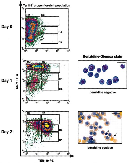 Figure 4. Flow cytometry analysis of fetal liver erythroblasts cultured in vitro. Fetal liver cells were stained with biotinylated anti-TER119 mAb, and TER119- progenitor-rich cells were purified. Purified TER119- cells (approximately 70% to 80% R1 and R2 cells; essentially no R3 to R5 cells) were cultured in vitro for 1 day on fibronectin-coated plates in medium containing serum and Epo. Epo was removed from culture at the end of 1 day. The differentiation profiles of cultured cells were examined by flow cytometry and benzidine-Giemsa stain. The arrowhead indicates an extruded nucleus, and the arrow indicates an enucleated reticulocyte. Scale bar: 20 μm.