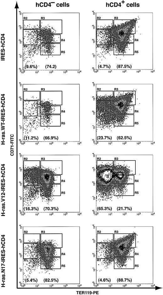 Figure 5. Blockage of erythroid differentiation by oncogenic, but not dominant-negative, H-ras. TER119- cells were purified as described in Figure 4 and infected with bicistronic retroviruses encoding hCD4 alone, H-ras wild-type (wt), oncogenic H-ras (H-ras.V12), or dominant-negative H-ras (H-ras.N17). Infected cells were cultured in vitro for 2 days as described in Figure 4, and the differentiation profiles were analyzed by flow cytometry. The left-hand panels show the density plots of all viable noninfected cells (hCD4- cells), and the right-hand panels display the density plots of all viable infected cells (hCD4+ cells) in the same culture. The percentages of TER119- cells (presented as total of R1 and R2 cells) and TER119+ cells (presented as total of R3 to R5 cells) are labeled at the bottom of each density plot.