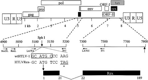 Figure 1. Organization of the HTLV-1 genome and expanded Rex coding region. The complete proviral genome is shown schematically. LTRs are depicted with their U3, R, and U5 regions. The location of the gag, pro, pol, env, tax, and rex genes and their corresponding reading frames are indicated along with ORF I and ORF II. Numbers below the genome denote kilobases. The genome containing the 2 rex coding exons has been expanded, and the location of Rex based on the nucleotide sequence of the HTLV-1 proviral clone Ach is presented. The nucleotide sequence around the Rex start site (ATG) for wtHTLV-1 and mutant HTLVRex- proviral clone are indicated. Vertical arrows denote the location of Rex protein start sites (ATG) and the SphI diagnostic restriction enzyme site (CGATGC). Asterisk denotes stop codon (TAG) in HTLVRex-. Location and orientation of oligonucleotide primers used in PCR and RT-PCR are indicated by horizontal arrows. Numbers below the Rex coding region denote amino acid number.