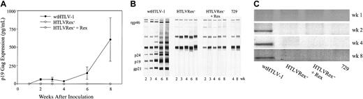 Figure 6. Assessment of HTLV-1 infection in rabbits. Rabbits were inoculated with 1 × 107 irradiated 729wtHTLV-1, 729HTLVRex-, or 729HTLVRex- + Rex (Table 1). At weeks 1, 2, 3, 4, 6, 8 after inoculation, rabbit PBMCs and sera were isolated from blood. (A) p19 Gag expression in the supernatant of ex vivo-cultured rabbit PBMCs. PBMCs were cultured ex vivo for 2 weeks, and p19 Gag in the culture supernatant was detected by ELISA. Results are the average of 2 rabbits for each cell line, indicating that only PBMCs from 729wtHTLV-1-inoculated rabbits produce detectable p19 Gag. Error bars indicate standard deviations. (B) HTLV-1-specific serologic response. Sera from inoculated rabbits were tested for reactivity to specific HTLV-1 proteins by Western blot. A representative rabbit from each group as indicated is shown with reactive viral proteins labeled on the left. Results indicate that only 729wtHTLV-1-inoculated rabbits are seropositive. (C) Detection of HTLV-1-specific sequences in rabbits. Genomic DNA was isolated from rabbit PBMCs and subjected to PCR using HTLV-1-specific oligonucleotide primers. A representative result from one rabbit in each group is shown. Viral DNA integration was only detected in wtHTLV-1-inoculated rabbits.