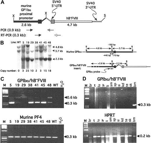 Figure 1. Transgenic line construction and initial genetic analysis. (A) Expression construct used with the murine GPIbα proximal promoter shown in black and the hB-FVIII in white. The SV40 5′-UTR and 3′-UTR are shown in gray. Primer pairs for the genomic analysis and for RT-PCR analysis are shown below. X indicates XhoI; S, SalI. (B) Genomic Southern blot after Bgl II digestion and probed for the murine GPIbα promoter region is shown on the left and the schematic representation of the probe and expected bands on the right. Calculated copy number for the transgene per haploid genome determine by phosphorimaging analysis is shown below the Southern blot. The position of the Bgl II site immediately upstream of the GPIbα transcriptional start site, and the ends of the probe are noted. B indicates Bgl II. (C) Platelet RT-PCR from various founder lines for the transgene is positive for multiple lines as shown in the top gel. The expected 0.3-kb cDNA band is indicated. In some lanes, a 0.6-kb genomic band is seen. The bottom gel is an RT-PCR amplification of PF4 message, confirming the platelet nature of the RNA. M indicates ϕX HaeIII marker; WT, wild-type mice platelet RNA; and H2O, lane with no RNA added. (D) In the top gel, RT-PCR on total RNA extracts from various tissues were studied for line no. 38, demonstrating that the only tissue that was positive for recombinant hB-FVIII message amplification of the transgene was the bone marrow. At the bottom, virtually all the tissues tested were positive for the widely expressed message of murine HPRT. M indicates ϕX HaeIII marker; br, brain; t, tongue; lu, lungs; h, heart; li, liver; sm, stomach; sp, spleen; si, small intestines; kd, kidney; te, testicle; sk, skeletal muscle; and bm, bone marrow.