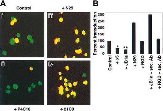 Figure 2. Activated cell surface β1 integrins (α5β1) mediate recombinant parvovirus B19 entry independent of fibronectin binding. (A) Parvovirus B19 entry and nuclear localization in PMA-treated K562 cells were inhibited by inhibitory (P4C10) and increased by high-affinity conformation-stabilizing (N29, 21C8) β1 integrin antibodies. K562 cells were infected with Cy3-labeled recombinant parvovirus B19 for 30 minutes, fixed, and nuclei stained with SYTO 16 green fluorescent nucleic acid stain. Original magnification, × 630 for all panels. (B) Transduction of PMA-treated K562 cells with recombinant parvovirus B19-Luc vectors was inhibited by inhibitory α5 and β1 integrin antibodies (α5, JB1a) but was independent of disruption of β1 integrin interaction with fibronectin by RGD peptides (RGD). β1 integrin activation induced either by stabilization of high-affinity β1 integrins (N29) or by cross-linking of antibody-ligated β1 integrins with goat antimouse secondary antibodies (JB1a+sec. Ab) resulted in an increase in transduction, whereas ligand binding without cross-linking (RGD+sec. Ab) had no effect. Data are representative of 3 independent experiments; error bars represent standard deviations (SDs). Firefly luciferase activity was detected in cell extracts 24 hours after infection as described in “Materials and methods.” *P < .05; **P < .001.