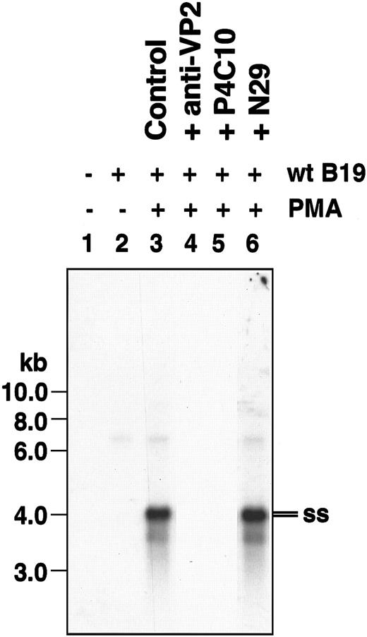 Figure 3. β1 integrin also serves as a coreceptor for entry of wild-type human parvovirus B19 in PMA-treated K562 cells. Southern blot analysis of low Mr DNA isolated from undifferentiated (lanes 1-2) and PMA-differentiated (lanes 3-6) K562 revealed the presence of internalized single-stranded (ss) wt parvovirus B19 genomes only in PMA-treated cells (lane 3). Both parvovirus B19 anti-VP2 antibodies (lane 4) and inhibitory β1 integrin antibodies (lane 5) abolished it, whereas β1 integrin-activating antibody increased viral entry (lane 6). Southern blot analyses were performed as described in “Materials and methods.”