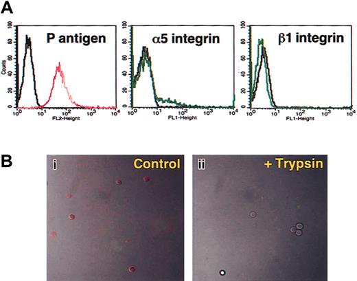Figure 5. Mature human RBCs lack expression of the coreceptor for parvovirus B19 and do not internalize the virus. (A) Flow cytometric analyses of surface expression of P antigen (left), α5 (middle), and β1 integrins (right) in pooled normal donor RBCs. Control cells stained with secondary antibodies only are shown in black. (B) Confocal microscopy of RBCs with bound Cy3-labeled (red) parvovirus B19 (Control; i) and that following treatment with trypsin (+Trypsin; ii). Image acquisition was achieved using a Zeiss confocal microscope detecting red fluorescence in the presence of transmission light to visualize cell contour/morphology.