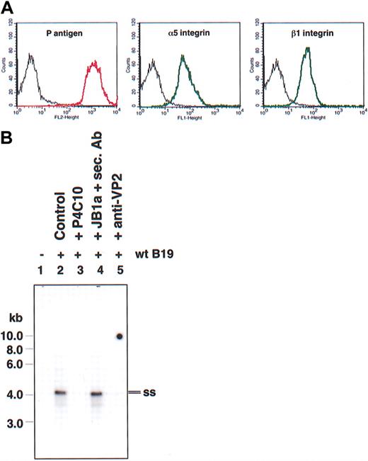 Figure 6. Primary human erythroid cells express both receptor and coreceptor for parvovirus B19 and internalize the virus. (A) Flow cytometric analyses of surface expression of P antigen (left), α5 (middle), and β1 (right) integrins in primary human erythroid progenitor cells. Control cells stained with secondary antibodies only are shown in black. Cell surface expression of P antigen, α5, and β1 integrins was analyzed by flow cytometry as described in “Materials and methods.” (B) Southern blot analysis of low Mr DNA isolated from uninfected (lane 1) and wt parvovirus B19-infected primary human erythroid progenitor cells (lane 2), which showed the presence of internalized single-stranded (ss) viral genomes. Inhibitory β1 integrin antibodies (lane 3) and parvovirus B19 anti-VP2 antibodies (lane 5) abrogated viral entry, whereas cross-linking of β1 integrin-inhibitory antibodies with secondary antibodies (JB1a+sec. Ab) had no significant effect (lane 4).