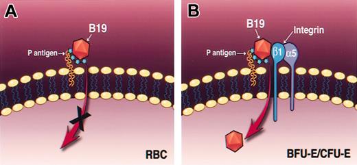 Figure 7. A model for parvovirus B19 binding and entry into primary human erythroid cells. Mature human RBCs, which express high levels of P antigen receptor, allow virus binding but not viral entry because they lack the α5β1 integrin coreceptor (A), whereas erythroid progenitor cells, which express both P antigen receptor and α5β1 integrin coreceptor, are permissive for parvovirus B19 entry (B).