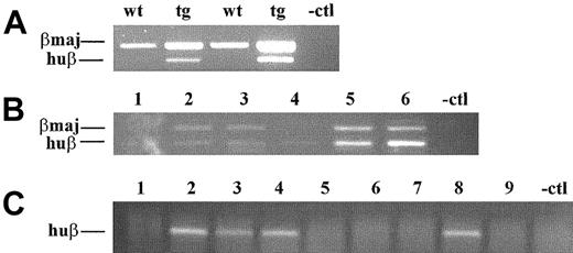 Figure 2. Single-cell RT-PCR and S1 nuclease protection assay. Qualitative analysis of single-cell RT-PCR assays. (A) Huβ/huδ (266 bp) as well as βmaj/βmin (343 bp) transcripts were amplified and distinguished after EcoRI digestion.31 wt indicates wild-type mouse total bone marrow RNA; ln2, ln2 total bone marrow RNA; and -ctl, negative control. (B) Lanes 1-6 are representative examples of single-cell RT-PCR performed on ln2 c-Kit+/CD31high/Ly-6C- cells.(C) Lanes 1-9 are representative examples of single-cell RT-PCR performed on human CD34+ cells.