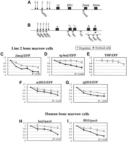 Figure 3. DNase I sensitivity assay of the β-globin locus. A map of mouse (A) and human (B) β-globin locus; genes are shown as ▪ and the location of LCR HS is indicated by ↓. Amplified regions used for PCR-based DNase I and ChIP assays are indicated by ▦. (C-I) PCR-based DNase I analysis. Each point of the curves represents samples of comparable molecular weight (ranging from 12 kb to 0.5 kb). For βmaj/ZFP and tg-huβ/ZFP, an additional DNase I–treated sample of 150-bp average size was included. The intensity of the PCR products was quantitated by Phosphorimager and plotted on graphs relative to the input (DNase I–untreated chromatin). Y-axis indicates relative amount of PCR products (globin relative to ZFP37 or pax6 products); X-axis, increasing DNase I concentration, ranging from 0 up to 0.35 U (see “Materials and methods”). Standard errors of mean (SEM) are indicated by vertical lines and are the results of at least 3 independent experiments. The P value was obtained using the unpaired Student t test. ZFP indicates ZFP37; βmaj, β major promoter; tg-huβ, human β promoter in transgenic ln2; mHS3, murine HS3; tgHS3, human HS3 in transgenic ln2; huβ, human β promoter in human bone marrow; and HS3, human HS3 in human bone marrow.