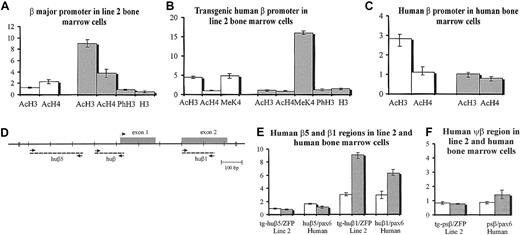 Figure 5. ChIP analysis of mouse and human β-globin genes and promoters. Immunoprecipitated samples were subjected to duplex PCR analysis with one primer set specific for human or mouse β globin regions and a second primer set specific for ZFP37 (ZFP) or pax6 gene. The level of enrichment of globin regions relative to the control regions and input samples is represented by bars, with their corresponding SEM deviations. □ indicates progenitors; and ▪, erythroid cells. (A-B) ChIP analysis of ln2 HPCs and erythroid cells. Either βmaj or the transgenic huβ promoter was analyzed by PCR-based ChIP assay. X-axis indicates antibodies used for ChIP assays. AcH3 indicates antiacetylated H3; AcH4, antiacetylated H4; MeK4, antidimethylated H3; PhH3, antiphosphorylated H3; and H3, antinonmodified histone H3. (C) ChIP analysis of huβ promoter in human HPCs and erythroid cells. For ChIP analysis anti-AcH3 or AcH4 Abs were used. (D) Schematic representation of the huβ region; huβ exon 1 and 2 are indicated by gray boxes and amplicons are shown by dotted lines. (E) huβ5, huβ1 and (F) human Ψβ regions in ln2 (tg-huβ5, tg-huβ1, and tg-psβ) and human (huβ5, huβ1, and psβ) HPCs and erythroid cells were investigated by PCR-based ChIP assays performed with anti-AcH3 Abs.