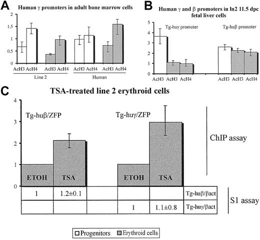 Figure 6. ChIP analysis of human γ and β promoters in bone marrow and 11.5-dpc fetal liver cells. Chromatin from ln2 and human bone marrow cells was immunoprecipitated with antiacetylated H3 (AcH3) or H4 (AcH4) Abs. Immunoprecipitated and input samples were subjected to duplex PCR analysis with one primer set specific for huγ or huβ promoters and another specific for ZFP37 (mouse) or pax6 (human) gene. (A) ChIP analysis of huγ promoters in ln2 and human bone marrow HPCs and erythroid cells. (B) ChIP analysis of huγ and huβ promoters (tg-huγ and tg-huβ) in ln2 11.5-dpc fetal liver HPCs and erythroid cells. (C) ChIP and S1 nuclease protection assays of tg-huβ and tg-huγ promoters in ln2 TSA-treated Ter119+ cells. ChIP assays were performed with anti-AcH3 Abs, and the level of acetylation of TSA-treated samples (TSA) relative to their respective ethanol-treated (ETOH) controls is represented by bars with their corresponding SEM deviations. Mouse β-actin transcript was used as internal control for S1 nuclease protection assay; tg-huβ and tg-huγ expression level in TSA-treated cells is relative to the ethanol treated controls.