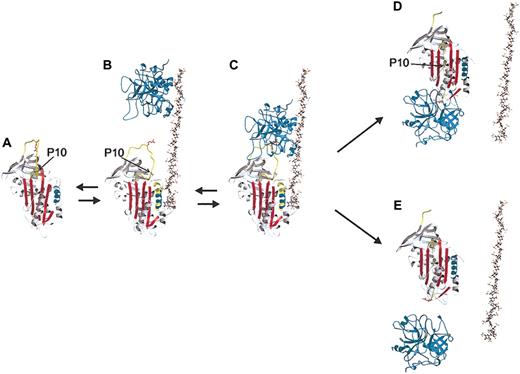 Figure 1. The heparin-dependent mechanism by which antithrombin inhibits coagulation proteases. Native antithrombin (ribbon diagram) circulates in a low activity state (panel A) until it encounters a specific sequence on heparin or heparan sulfate (ball-and-stick), which induces an activating conformational change (panel B). Heparin binding results in extensions (yellow) to helix D (cyan), and the expulsion of the reactive center loop (RCL, yellow coil) from β-sheet A (red). The release of the RCL reorients the reactive center P1 Arg side chain (red ball-and-stick) from contacts with the body of antithrombin for better recognition by proteases. The conformational change also increases the affinity of antithrombin for heparin by approximately 1000-fold through an induced-fit mechanism. Thrombin (cyan, top) interacts with heparin (panel B) and translates until it encounters the prebound antithrombin (panel C). This encounter, or Michaelis complex, then proceeds into the chemistry of proteolysis, resulting in either the translocation of thrombin to the opposite pole of antithrombin to form the inhibited complex (panel D) or the dissociation of the active protease from the cleaved serpin (panel E). The factor that determines the fate of the Michaelis complex is the ratio of the rate of incorporation of the cleaved RCL to the rate of deacylation of the protease acyl intermediate. In either case, the insertion of the RCL into β-sheet A reverses the induced fit mechanism causing the release of heparin. The mutation described in this work is in the part of the RCL, which inserts first the P10 residue of the hinge region and is shown as a green ball (also indicated by arrows). Due to the internal positioning of P10 in the RCL-inserted forms, the strand is transparent in panels D and E. This figure is based on the crystallographic structures of native antithrombin (1e05), pentasaccharide-activated antithrombin (1e03), cleaved bovine antithrombin (1att), the structure of thrombin in complex with heparin cofactor II (1jmo) and the final serpin-protease complex (1ezx). Other details are modeled.
