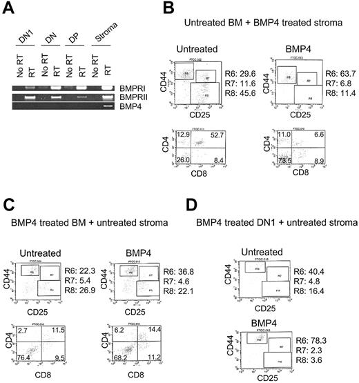 Figure 2. Dependence of BMP4 action on stroma and thymocytes. (A) RT-PCR analysis of BMP4 and BMP4 receptor expression in stroma and thymocyte compartments. The cDNAs were prepared from DN1, total DN, and DP thymocytes and dexoyguanosine-treated E15 thymic lobes. (B-C) Representative FACS plots of CD44/CD25 and CD4/CD8 expression by thymocytes from reconstitution experiments. Flow cytometric analysis was performed 2.5 to 3 weeks after FTOC. R6, R7, and R8 denote DN1, DN2, and DN3 subpopulations, respectively. Panel B shows untreated (left panels) and BMP4 (30 μg/mL)–treated (right panels) deoxyguanosine-treated lobes (for 5 days) that were later reconstituted with untreated whole bone marrow. Panel C shows untreated thymocyte-depleted thymic lobes reconstituted with untreated (left panels) and BMP4 (30 μg/mL)–treated (right panels) whole bone marrow (for 8 hours prior to reconstitution) (D) Untreated thymocyte-depleted thymic lobes reconstituted with untreated (upper panels) and BMP4 (30 μg/mL)–treated (lower panels) DN1 thymocytes (treated for 8 hours prior to reconstitution).