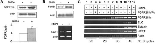 Figure 6. BMP4 up-regulation of FGFR2IIIb and other TEC-specific factors. (A) Northern blot analysis in 427 cell lines (upper panel) and Taqman real-time RT-PCR analysis of dexoyguanosine-treated FTOC (lower panel) for FGFR2IIIb expression with BMP4 treatment. Increase in FGFR2IIIb levels in 427 cell line is approximately 1.63-fold with BMP4 treatment. Increase with Taqman analysis is significant (*) with greater than 99.9% confidence. (B) Northern blot analysis of 427 cells (upper panel) and RT-PCR analysis of deoxyguanosine-treated FTOC (lower panel) for Foxn1 expression with BMP4 treatment. Increase in Foxn1 levels in 427 cell lines is approximately 1.7-fold with BMP4 treatment; quantitation was performed with Quantity One analysis software. (C) Semiquantitative RT-PCR analysis of deoxyguanosine-treated FTOC with BMP4 alone or BMP4 plus FGFR2IIIb/Fc inhibitor for FGFR2IIIb, ELC, and eotaxin with hypoxanthine phosphoribosyltransferase (HPRT) and actin as controls. Note: FGFR2IIIb/Fc inhibits BMP4-stimulated ELC and eotaxin expression (lanes 8 versus 9, 11 versus 12). Changes in ELC (lanes 10-12) and eotaxin (lanes 7-9) are quantified as shown. Quantification was performed by means of ImageQuant software analysis. Error bars indicate mean ± SD.