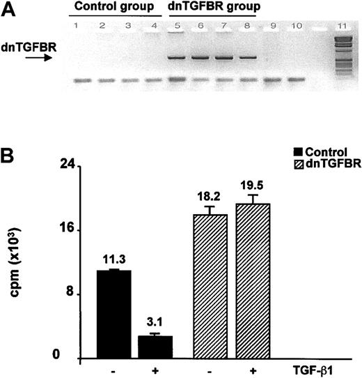 Figure 2. Characterization of irradiated LDLR KO mice transferred with either CD2-dnTGFBRII or control bone marrow. (A) PCR was performed using primers indicated in Figure 1 on DNA isolated from splenocytes of LDLR KO mice transferred with either a control bone marrow (1-4) or a CD2-dnTGFBRII bone marrow (5-8) to show the effective transfer and reconstitution of mice with the bone marrow of CD2-dnTGFBRII transgenic mice. Line 9 indicates no DNA; line 10, no PCR; line 11, molecular weight. (B) Proliferative response and TGF-β function of splenocytes from control mice or mice reconstituted with CD2-dnTGFBRII transgenic bone marrow. Purified T cells isolated from spleens of control mice (▪) or CD2-dnTGFBRII reconstituted mice (▨) were stimulated with both con A (0.5 μg/mL) and irradiated T-depleted syngeneic normal splenocytes in the presence or absence of TGF-β1 (1 ng/mL) as indicated. Proliferation of triplicate culture was measured at day 3. P = .004 between control and dnTGFBR in the absence of TGF-β1; P = .0002 between control with and control without TGF-β1. Numbers above bars indicate mean values. Error bars show SEM.
