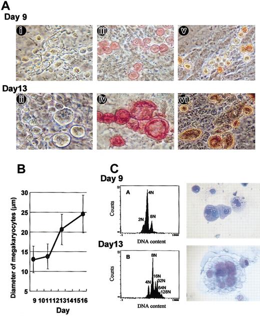 Figure 3. Primitive and definitive megakaryopoiesis from ES cells. (A) Megakaryocytes on days 9 (i,iii,v) and 13 (ii,iv,vi) are shown in pairwise fashion. Cells are observed under phase-contrast microscopy (i-ii). Consistent with the first-wave platelet production, small megakaryocytes on day 9 already display numerous proplatelets. These megakaryocytes are stained with anti-CD41 (iii-iv) and AChE (v-vi). Panels Ai and Aii were not stained. Original magnification in all photographs is × 200. (B) The diameter of the megakaryocytes on days 9, 11, 13, and 16 was measured as described in “Materials and methods.” The values shown are the mean ± SD in 50 cells. (C) The DNA content of the megakaryocytes on day 9 (top panels) and day 13 (bottom panels) was analyzed by flow cytometry. Wright-Giemsa staining of the typical analyzed cells is shown on the right (original magnification, × 400).