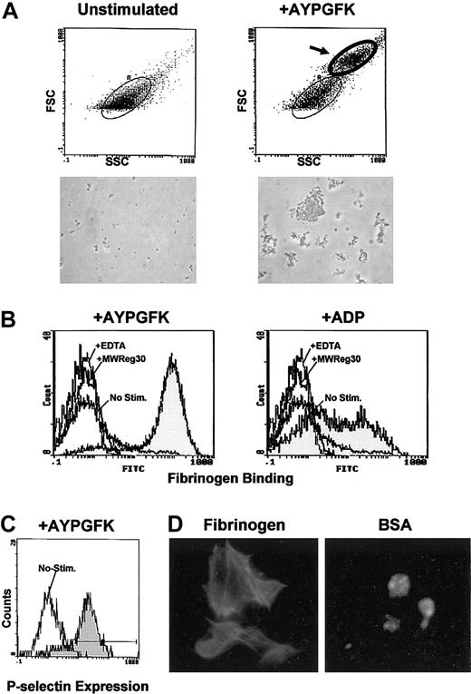 Figure 5. Functional assay of the platelets derived from ES cells. Platelets were obtained from the culture medium on days 14 to 15, and functional assays were performed. (A) Unstimulated platelets (left panels) and stimulated platelets by PAR4 thrombin receptor-activating peptide AYPGFK without stirring (right panels) were analyzed by flow cytometry. In the stimulated platelets, particles with higher forward scatter are observed (indicated by an arrow), indicating aggregate formation. A microscopic photograph (original magnification, × 600) of the analyzed platelets is shown below each histogram. (B) Platelets were stimulated by AYPGFK (left) or ADP (right) in the presence of Alexa Fluor 488-labeled fibrinogen, and the fibrinogen binding was determined by flow cytometry (gray histograms). Simultaneous binding to unstimulated platelets and control binding in the presence of EDTA or the anti-CD41 inhibitory antibody MWReg30 are shown as open histograms. (C) Platelets were stimulated by AYPGFK and stained with anti-P-selectin antibody followed by FITC secondary antibody. Surface expression of P-selectin was analyzed by flow cytometry (gray histogram). The open histogram represents the control experiment with unstimulated platelets. (D) Platelets were allowed to adhere and spread on the immobilized fibrinogen (left) and BSA surface (right), stained with FITC-conjugated phalloidin, and observed under fluorescence microscopy. Original magnification, × 1000.