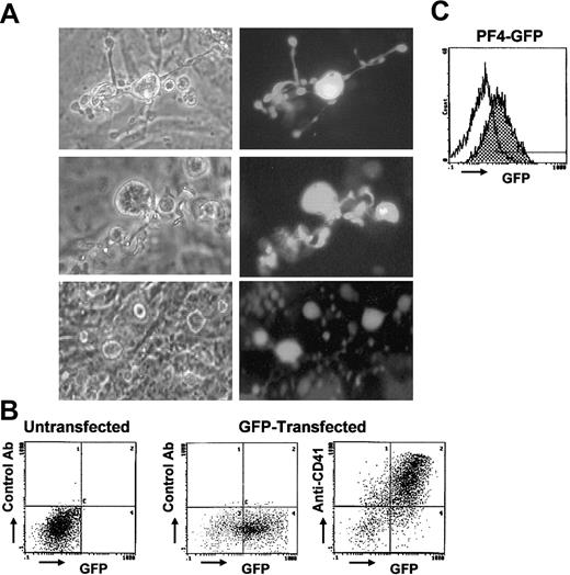 Figure 6. GFP-expressing megakaryocytes and platelets derived from ES cells. In panels A and B, megakaryocytes and platelets expressing GFP were produced from ES cells transfected with pCX-EGFP. (A) Paired photographs of phase-contrast microscopy (left column) and fluorescence microscopy (right column) are shown (original magnification, × 400). Proplatelet-bearing megakaryocytes are strongly GFP+ up to the top of the proplatelets (top and middle rows, day 14). GFP+ platelets are observed on or under the stromal layer, although platelets are hardly recognized under the phase-contrast microscopy (bottom row, day 15). (B) Platelets in the culture supernatants (day 15) were stained with anti-CD41 antibody followed by PE-conjugated secondary antibody, and 2-color flow cytometric analysis (PE and GFP) was performed. Platelets derived from GFP-transfected ES cells are both GFP+ and anti-CD41+ (right panel). Results of the platelets stained with a control antibody (middle), and of the platelets derived from untransfected ES cells (left) are shown. (C) Platelets on day 15 derived from ES cells transfected with GFP linked to megakaryocyte-specific PF4 promoter (pBK-PF4-GFP) are also GFP+ by flow cytometry (gray histogram). Open histogram represents the fluorescence of platelets derived from untransfected ES cells.