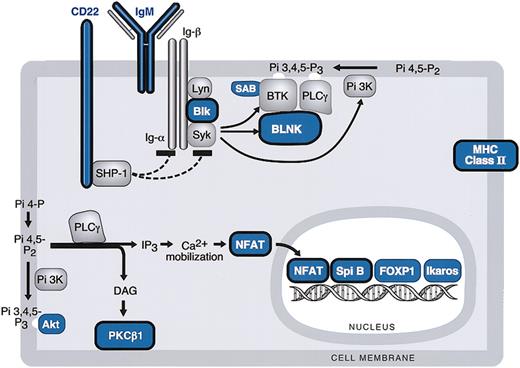 Figure 2. BCR signaling cascade components in MLBCL. Components of the BCR signaling pathway that are expressed at significantly lower levels in MLBCL are indicated in blue, and components that are reported to be expressed at reduced levels in HRS cells are circled in black. Genes are derived from the top 400 with low levels of expression in MLBCL (Table 3).