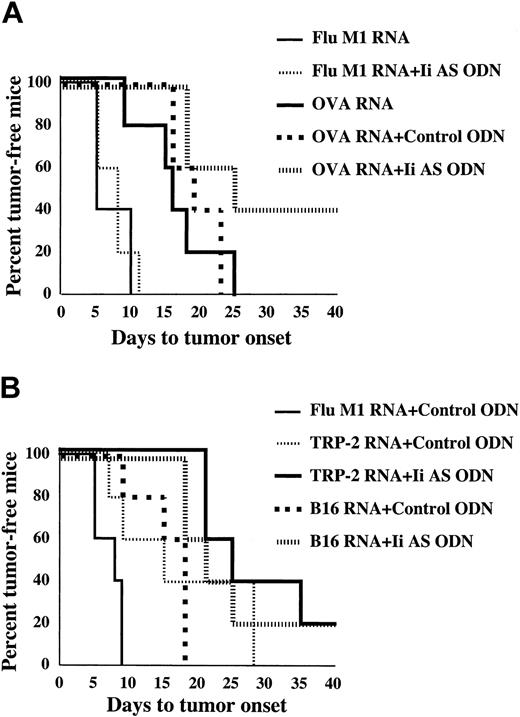 Figure 6. Enhancement of tumor regression in mice immunized with Ii AS ODN-treated DCs. (A) B16/F10.9-OVA tumor cells were implanted subcutaneously in C57BL/6 mice followed 3 days later by treatment with OVA or influenza matrix (M1) mRNA-transfected DCs exposed to Ii AS (AE40) or control (SE40) ODNs as indicated (5 mice per group). Mice were monitored for the appearance of palpable tumors. Using the log-rank test, the P values were .006 for the Ii AS ODN group relative to the control ODN group, and .0015 for the control ODN group relative to the Flu M1 group. There was no statistical difference between the OVA mRNA relative to the OVA mRNA + control ODN groups, or the Flu M1 mRNA group relative to the Flu M1 mRNA + Ii AS ODN group (P = .9). The median time to tumor onset was 8 days for the Flu M1 with or without control ODN groups, 16 days for the OVA mRNA group, 16 days for the OVA mRNA + control ODN group, and 35 days for the OVA mRNA + Ii AS ODN group. (B) Experiment is the same as in panel A, except that B16/F10.9 tumor cells were used and mice were immunized with either TRP-2 mRNA or B16/F10.9 tumor RNA-transfected DCs. P values by the log-rank test were .0535 for the TRP-2 mRNA + Ii AS ODN group relative to the TRP-2 mRNA + control ODN group, .03 for the B16 RNA + Ii AS ODN group relative to the B16 RNA + control ODN group, .0563 for the TRP-2 mRNA + control ODN group relative to the Flu M1 + control ODN group, and .0079 for the B16 RNA + control ODN relative to the Flu M1 group. The median time of tumor onset was 8 days for the Flu M1 group, 18 days for the B16 RNA + control ODN group, 15 days for the TRP-2 mRNA + control ODN group, 21 days for the B16 RNA + Ii AS ODN group, and 25 days for the TRP-2 mRNA + Ii AS ODN group. Data are representative of 2 experiments.