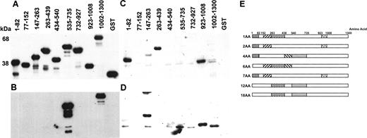 Figure 6. Partial epitope mapping of kinectin IgG autoantibody using GST-kinectin fusion proteins. We made a series of GST-partial kinectin fusion proteins using PCR-based subcloning. Equal amounts of lysates expressing various different fusion proteins were separated by 9% SDS-PAGE, and Western blot analysis was performed. Blots were probed with mouse anti-GST monoclonal antibody (A), antikinectin monoclonal antibody (B), patient 1AA serum (C), or patient 7AA serum (D). Immunoreactive proteins were detected as described in previous figures. (E) Results of partial epitope mapping of kinectin IgG autoantibody in 6 AA patients' sera are shown. Regions of the kinectin sequence shaded with identical patterns represent areas that are immunoreactive with multiple AA patient sera.