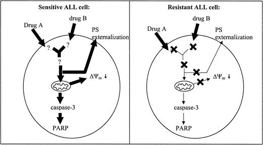 Figure 5. Impaired apoptosis in resistant compared with sensitive ALL cells. A defect localized upstream of the mitochondria may lead to decreased activation of downstream apoptotic parameters in resistant patients with ALL. Potential sites of defects are indicated with a cross. Decreased activation of apoptotic parameters is illustrated by the decreased size of the arrows in resistant compared with sensitive patients.
