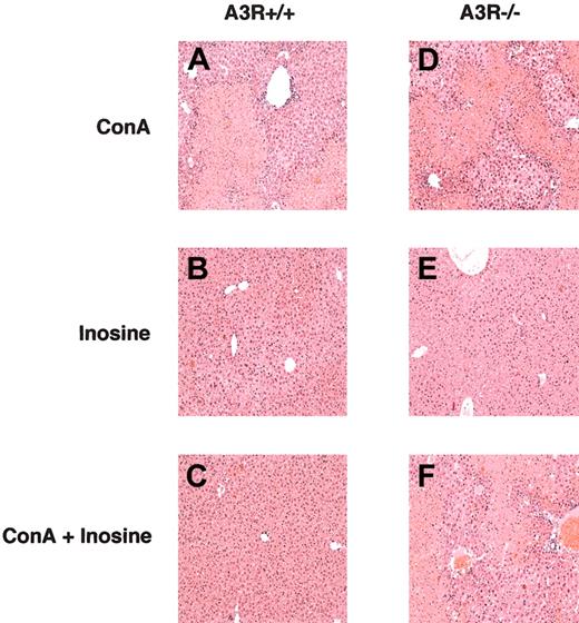 Figure 3. Inosine protects A3R+/+ liver tissue from ConA-induced damage in vivo. Tissue sections of liver taken from A3R+/+ (A-C) and A3R-/- (D-F) mice 24 hours after injection with ConA (A,D), inosine (B,E), and ConA plus inosine (C,F) were stained with haemotoxylin and eosin (H&E). This figure shows that inosine protected A3R+/+, but not A3R-/-, liver from ConA-induced damage. Original magnification, × 10.