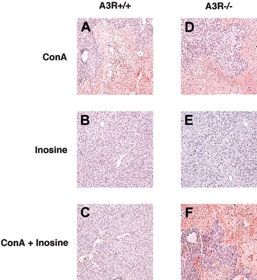 Figure 4. Inosine inhibits ConA-induced hepatocyte apoptosis in vivo. Tissue sections of liver taken from A3R+/+ (A-C) and A3R-/- (D-F) mice 24 hours after injection with ConA (A,D), inosine (B,E), and ConA plus inosine (C,F) were assessed for apoptosis by staining single-strand breaks in nuclear DNA to detect apoptotic cells (TdT assay). This figure shows that inosine protected A3R+/+, but not A3R-/-, liver from ConA-induced damage by inhibiting hepatocyte apoptosis. Original magnification, × 10.