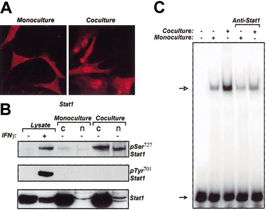 Figure 2. Stat1 in VSMCs is activated in coculture. (A) Stat1 immunofluorescence in VSMCs in coculture with monocytes and monoculture control. Original magnification × 400. (B) VSMCs after coculture were separated by MACS separating system and analyzed for pSer727 Stat1 and pTyr701 Stat1 in whole-cell lysate, cytosolic (c), and nuclear (n) fractions by subjection to SDS-PAGE and Western blotting with anti-pSer727 Stat1 and anti-pTyr701 Stat1 rabbit polyclonal antibodies, respectively. As a control for Stat1 amount, blots were analyzed for Stat1 using anti-Stat1 monoclonal antibody (bottom panel). (C) Gamma-activated site/interferon-stimulated response element (GAS-ISRE)-binding activity of nuclear extracts prepared from VSMCs cocultured with monocytes and from monoculture were analyzed by EMSA. Open arrow indicates the position of the protein-32P-GAS/ISRE complex, and the solid arrow indicates the position of the free probe.