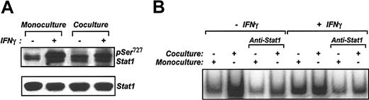 Figure 4. VSMCs do not respond to IFN-γ stimulation in coculture. (A) Lysates were prepared from MACS-separated VSMCs on coculture and were stimulated with IFN-γ. Proteins were separated on SDS-PAGE and analyzed by Western blotting with anti-pSer727 Stat1 rabbit polyclonal antibody. VSMCs in monoculture with and without stimulation are included. As a control for gel loading, anti-Stat1 antibody was used. (B) DNA binding activity of nuclear extracts prepared from VSMCs treated with or without IFN-γ from monoculture and coculture was analyzed by EMSA.