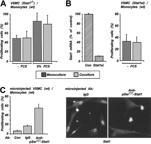 Figure 6. Stat1 mediates the antiproliferative effect in VSMCs in coculture. (A) VSMCs from Stat1-/- and monocytes from wild-type mice were used for coculture and proliferation assay, as indicated in the legend to Figure 5. (B) Stat1si-VSMC with down-regulated expression of Stat1 (left panel) were used for coculture setting and proliferation assay (right panel). (C) VSMCs were microinjected with pSer727 Stat1 antibody and then cocultured. One hundred to 120 cells were microinjected in each experiment,; results shown are representative of 4 experiments. As a control, nonmicroinjected and nonspecific IgG-injected VSMCs were included. Microinjected and control cells were used for proliferation assay (left panel) and for immunocytochemistry (right panel).
