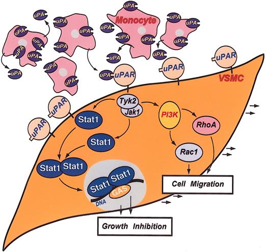 Figure 7. Schematic representation of the uPA/uPAR-directed Stat1 signaling in coculture. The study proposes uPA/uPAR signaling at the cell surface results in the phosphorylation of Tyk2, Jak1, or both recruiting Stat1 to activate, dimerize, and translocate to the nucleus, leading to gene expression, inhibiting cell proliferation, and, through a different mechanism, to promote cell migration involving PI3K and small GTPases.