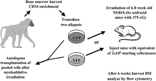 Figure 1. Experimental setup. Autologous transplantation of 3 baboons was performed as described in “Materials and methods.” An aliquot of cells was taken and transplanted into irradiated NOD/SCID mice, which received treated cells identical to those given to recipients of the autologous transplants.