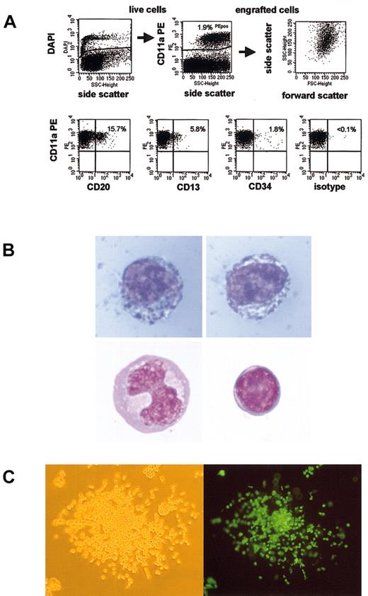 Figure 3. Baboon SRCs are capable of multilineage engraftment. (A) Displayed is the gating strategy and a representative subset analysis of engrafted baboon SRCs. Overall engraftment of baboon cells (CD11a+) was 1.9%. CD13 was expressed in 5.8%, CD20 in 15.7%, and CD34 in 1.8% of engrafted cells. (B) Myeloid precursors make up most engrafted baboon SRCs. Baboon cells from an engrafted NOD/SCID mouse were sorted, and cytospins were performed and stained. Although most engrafted SRCs appeared to be myeloid precursors (top panels, myeloperoxidase stain), mature monocytes (lower left panel) and lymphocytes (lower right panel) were also observed. Lower panels, Wright stain. Original magnification × 1000. (C) Baboon SRCs form colonies in agar. Baboon cells from engrafted NOD/SCID mice were sorted and plated into semisolid media. The percentage EGFP/EYFP-expressing colonies was similar to the percentage of transgene-expressing SRCs, as assessed by flow cytometry. (Left) White light microscopy; (right) fluorescence microscopy. Original magnification × 100.