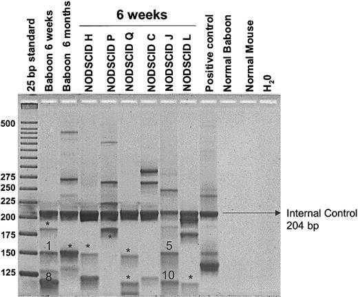 Figure 4. Detection of retrovirally marked hematopoietic clones contributing to engraftment in NOD/SCID mice compared with autologous engraftment. LAM-PCR was used to identify individual clones contributing to hematopoiesis after transplantation. Peripheral blood samples of baboon A00066 at 6 weeks and at 6 months after transplantation and NOD/SCID marrow samples were analyzed. Note that engraftment is oligoclonal in all NOD/SCID mice. *Bands that were subjected to insertion site sequencing and had unique proviral integration sites. Bands 1, 5, 8, and 10 were sequenced and showed common integration sites between baboon and NOD/SCID repopulating cells.