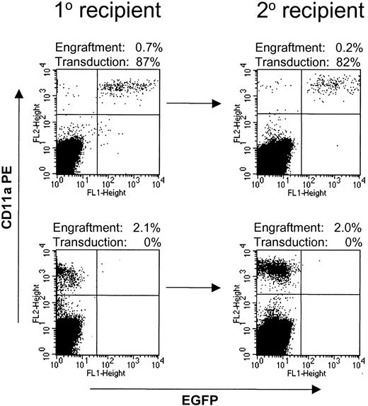 Figure 5. Baboon SRCs are capable of engraftment into secondary recipients. Bone marrow from NOD/SCID mice transplanted with baboon CD34-enriched cells transduced with Phoenix-GALV/MNDEYFPSN (top row) or untransduced (bottom row) was harvested and injected into secondary recipients. All 4 secondary recipients engrafted at levels between 0.13% and 2%. Marking levels in the secondary recipient were similar to those in the primary recipient.