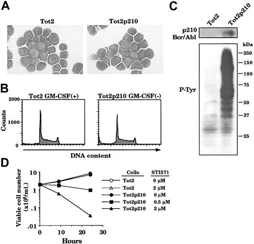 Figure 1. Transformation of ICSBP-/- myeloid progenitor cells by p210 Bcr/Abl. (A) Wright-Giemsa stain of parental Tot2 cells and Tot2 cells transduced with p210 Bcr/Abl retrovirus (Tot2p210 cells) (original magnification × 600). Tot2 cells were cultured in media containing GM-CSF, whereas Tot2p210 cells were cultured without GM-CSF. (B) Cell cycle analysis. Tot2 and Tot2p210 cells were analyzed for DNA content. (C) Immunoblot analysis for p210 Bcr/Abl and phosphotyrosine-containing proteins. (D) Effect of a Bcr/Abl kinase inhibitor, imatinib mesylate (STI571), on the growth and survival of Tot2 and Tot2p210 cells. Imatinib mesylate was added at indicated concentrations and viable cell number was monitored.