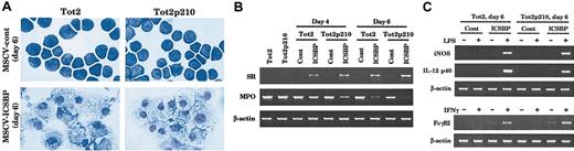 Figure 2. ICSBP induction of macrophage differentiation in Bcr/Abl-transformed ICSBP-/- myeloid progenitor cells. (A) Wright-Giemsa stain of Tot2 and Tot2p210 cells transduced with the control or ICSBP retrovirus on day 6 after transduction (original magnification × 600). (B) Semiquantitative reverse transcriptase-PCR (RT-PCR) analysis for macrophage differentiation-related genes. Expression of scavenger receptor (SR) and myeloperoxidase (MPO) transcripts was analyzed using RNA samples from indicated days after transduction. β-Actin was used as a control for equal loading. (C) Induction of LPS/IFNγ-responsive genes. Cells on 6 days after transduction were treated with 200 ng/mL LPS or 200 U/mL IFNγ for 6 hours. Indicated transcripts were analyzed by semiquantitative RT-PCR. iNOS indicates inducible nitric oxide synthase; and FcγRI, Fcγ receptor I.