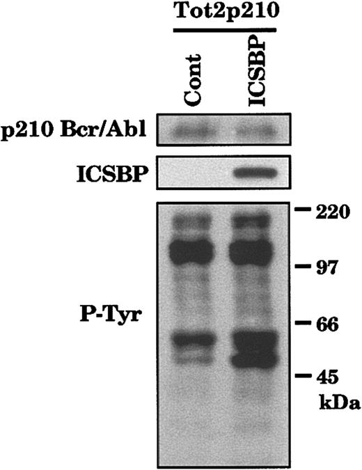 Figure 4. Expression of p210Bcr/Abl and phosphotyrosine-containing proteins. Immunoblot analyses were performed with Tot2p210 cells at 3 days after transduction of control or ICSBP retrovirus.