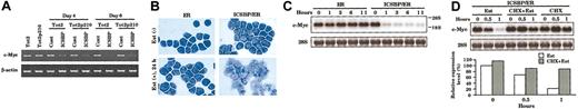 Figure 5. Down-regulation of c-Myc expression in ICSBP-transduced cells. (A) Semiquantitative RT-PCR analysis for c-Myc transcripts. (B) Wright-Giemsa stain of Tot2p210 cells transduced with retroviruses carrying hormone-binding domain of estrogen receptor (ER) or ICSBP/ER chimeric construct. Cells were either left untreated or treated with 1 μM β-estradiol (Est) for 24 hours (original magnification × 600). (C) RNA blot analysis for the c-Myc transcripts. Tot2p210 cells transduced with indicated viruses were treated with 1 μM β-estradiol. Total RNA (5 μg) from cells treated for the lengths of time was analyzed. The bottom panel indicates 28S ribosomal RNA. (D) Effect of cycloheximide (CHX) on ICSBP/ER-mediated repression of c-Myc expression. The top panel indicates RNA blot analysis; the bottom panel, quantification of the c-Myc transcripts. CHX (10 μg/mL) was added 10 minutes before addition of estradiol. The expression level in CHX + Est samples was normalized by the values in CHX alone-treated cells.