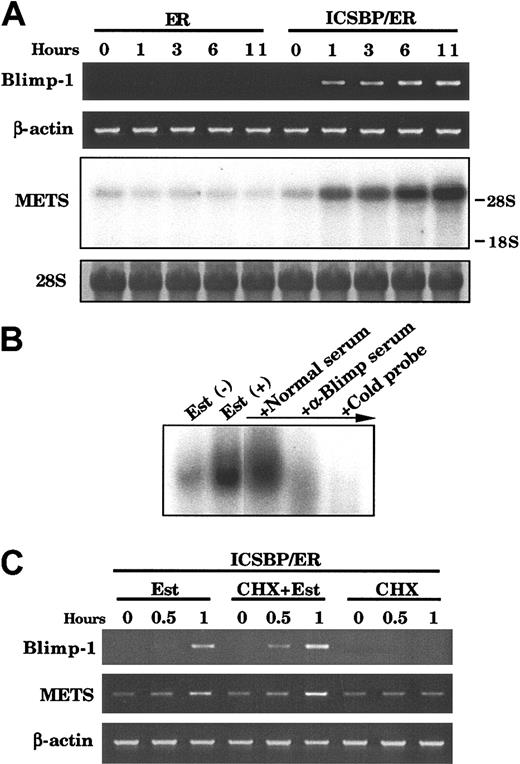 Figure 6. Induction of Blimp-1 and METS/PE1 mRNA by ICSBP. (A) Expression of Blimp-1 and METS genes in ICSBP/ER-transduced Tot2p210 cells. RNA from cells treated with 1 μM β-estradiol for the indicated time was subjected to semiquantitative RT-PCR (for Blimp-1) and RNA blot analysis (for METS). (B) EMSA detection of DNA binding activity of Blimp-1. Nuclear extracts from ICSBP/ER-transduced Tot2p210 cells with or without estradiol treatment (10 hours) were analyzed with the PRF probe. In lanes 3 and 4, extracts from estradiol-treated cells were preincubated with anti-Blimp-1 serum, normal rabbit serum, or 100-fold excess unlabeled probe, prior to addition of labeled probe. (C) Effect of cycloheximide (CHX) on ICSBP/ER induction of Blimp-1 and METS transcripts. Cells were treated as in Figure 5D.