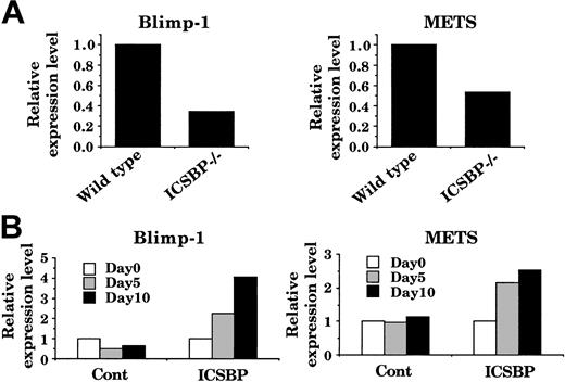 Figure 7. ICSBP restoration of Blimp-1 and METS expression in ICSBP-/- bone marrow cells. (A) Blimp-1 and METS transcript levels in wild-type and ICSBP-/- bone marrow mononuclear cells. Transcript levels were quantified by real-time RT-PCR and were normalized by GAPDH levels. (B) Blimp-1 and METS transcript levels in ICSBP-transduced bone marrow lin- cells. Bone marrow lin- cells from ICSBP-/- mice were transduced with control MSCV-puro or MSCV-ICSBP-puro retrovirus on day 1 and day 2 as described in “Materials and methods.”