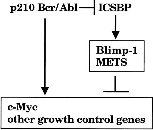 Figure 9. A model for a growth inhibitory pathway activated by ICSBP in myeloid cells. Bcr/Abl activates c-Myc expression to stimulate cell growth ICSBP induces the Blimp-1 and METS genes, which contribute to repression of the c-Myc gene and presumably other growth control genes. Bcr/Abl may down-regulate ICSBP expression to achieve efficient mitogenic transformation in CML.