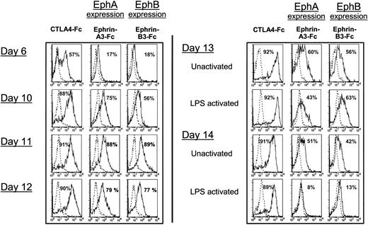 Figure 3. Expression of EphA and EphB protein is regulated during DC differentiation. Time-kinetics of EphA and EphB expression during CD34+-derived DC culture from day 6 to day 14. Flow cytometric analysis was performed on cord blood CD34+ progenitors, cultured in the presence of GM-CSF and TNF-α until day 12, and after 24 hours and 48 hours of LPS activation. Cell surface EphA and EphB expression was followed by staining with biotinylated ephrin-A3-Fc and ephrin-B3-Fc chimera, respectively. As a positive control, DC maturation was followed by CD80/CD86 staining using biotinylated CTLA4-Fc chimera. Staining was revealed by PE-conjugated streptavidin. The percentages of CTLA4-Fc-, ephrin-A3-Fc-, and ephrin-B3-Fc-positive cells are indicated. Dotted-line overlay histograms show nonspecific staining with Fas-Fc chimera. Results are representative of FACS analysis of 3 independent samples.