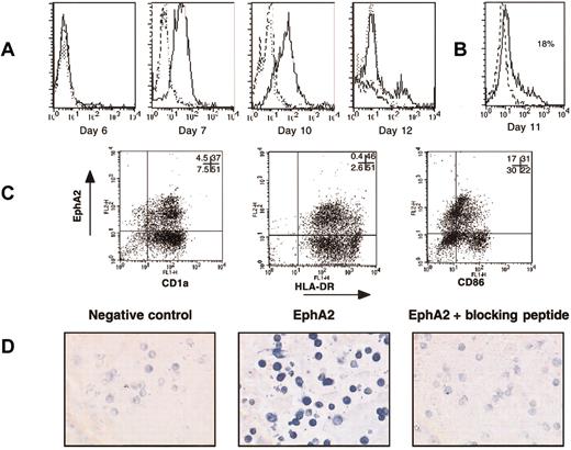 Figure 4. Expression of EphA2 by CD34+-derived DCs. (A) EphA2 expression was analyzed by flow cytometry with anti-EphA2 polyclonal antibody directed against an intracytoplasmic epitope after DC permeabilization with saponin, as described in “Materials and methods.” Cord blood CD34+ progenitors were cultured in the presence of GM-CSF and TNF-α for 6 to 12 days. Dotted-line overlay histograms represent staining in the presence of the EphA2 peptide used for immunization, and bold dotted-line overlay histograms represent the negative control with an antibody of unrelated specificity. (B) EphA2 expression was analyzed by flow cytometry with an anti-EphA2 mAb on nonpermeabilized DCs (day 11 with GM-CSF and TNF-α. Bold dotted-line overlay histogram shows the staining of an isotype-matched control. (C) Double staining of day-11 CD34+-derived DCs cultured with GM-CSF and TNF-α with surface FITC-CD1a, FITC-HLA-DR, or FITC-CD86 antibodies, and intracellular anti-EphA2 polyclonal antibody revealed with PE-antirabbit IgG. Quadrant limits were set up on the isotype-matched control dot plot. The percentage value of control used to establish the crosshairs were 92% in the lower left quadrant for the double color-negative control. Numbers in dot plots indicate percentages of cells in the relevant quadrant. (D) Immunocytochemistry analysis of EphA2 on day-11 CD34+-derived DC cytospins. Staining was performed with anti-EphA2 polyclonal antibody or with anti-EphA2 polyclonal antibody plus the peptide used for immunization (blocking peptide), as described in “Materials and methods.” The negative control represents a polyclonal rabbit antibody of unrelated specificity. Staining was revealed using a biotinylated goat antirabbit IgG followed by alkaline phosphatase streptavidin. Original magnification × 200.
