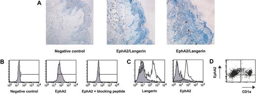 Figure 5. Keratinocytes and Langerhans cells from skin expression isolated ex vivo. (A) Immunohistochemistry analysis of EphA2 expression in vivo. Double staining was performed on normal serial skin sections with anti-EphA2 polyclonal antibody and the anti-DCGM4 mAb, specific for Langerin. The specificity of the staining was confirmed by the absence of detection in the presence of the immunization peptide (data not shown). The negative control represents a rabbit polyclonal antibody and an mAb of unrelated specificity. Original magnifications, × 200 (left and middle panels) and × 400 (right panel). (B) Expression of EphA2 by keratinocytes from normal skin isolated ex vivo. Flow cytometry staining was performed with anti-EphA2 polyclonal antibody or with anti-EphA2 polyclonal antibody plus the peptide used for immunization, after DC permeabilization with saponin, as described in “Materials and methods.” The negative control represents a rabbit polyclonal antibody of unrelated specificity. The bar corresponds to the region of the positive EphA2+ cells. Results are representative of 3 experiments. (C) Expression of EphA2 by Langerhans cells from skin isolated ex vivo. Langerin and EphA2 expression was analyzed by flow cytometry on enriched Langerhans cells with an anti-EphA2 polyclonal antibody or with mAb DCGM4, specific for Langerin (open histogram), and compared with species-specific unrelated antibodies (filled histogram). Results are representative of 3 experiments. (D) Double staining of another Langerhans cells preparation with surface FITC-CD1a and intracellular anti-EphA2 polyclonal antibody revealed with PE-antirabbit IgG.