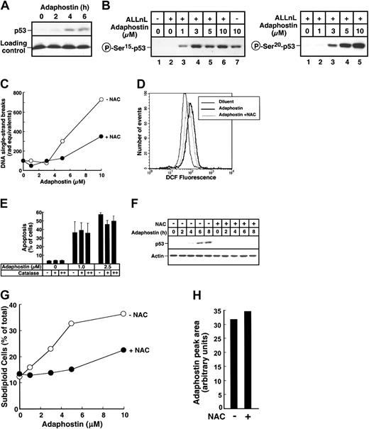 Figure 2. Adaphostin-induced p53 up-regulation, DNA strand breaks, and ROS production in ML-1 cells is inhibited by NAC. (A) ML-1 cells were treated with 3 μM adaphostin for up to 6 hours. Whole-cell lysates were subjected to immunoblotting with antibodies that detect p53. (B) After ML-1 cells were treated with the indicated concentrations of adaphostin for 3 hours, whole-cell lysates were probed using an antibody recognizing phosphorylation on Ser15 (left) or Ser20 (right) of p53. In the indicated lanes, the proteasome inhibitor ALLnL was included at 50 μM to stabilize p53 and ensure that the increased signal for phospho-p53 was not simply due to increased amounts of p53. (C) After ML-1 cells were treated with varying concentrations of adaphostin for 3 hours in the presence and absence of 24 mM NAC, DNA single-strand breaks were analyzed by alkaline elution.22 Elution of DNA through the filters was compared to elution after irradiation of ML-1 cells with 300 to 900 cGy ionizing radiation. (D) After a 15-minute pretreatment with 24 mM NAC (dotted line) or diluent, ML-1 cells were treated with diluent (solid line) or 3 μM adaphostin (heavy solid line or dotted line) for 90 minutes and stained with CM-H2DCFDA to assess intracellular peroxides. (E) After treatment with the indicated adaphostin concentration in the presence of 0 (-), 500 (+), or 1000 (++) U/mL catalase, ML-1 cells were fixed, stained with PI, and examined for subdiploid cells by flow microfluorimetry. Error bars, ± 1 SD from 3 independent experiments. (F) ML-1 cells were pretreated with 24 mM NAC for 15 minutes prior to addition of 3 μM adaphostin for up to 8 hours. Whole-cell lysates were subjected to immunoblotting with antibodies that detect p53 or, as a loading control, actin. (G) After ML-1 cells were treated with varying adaphostin concentrations for 8 hours in the absence or presence of 24 mM NAC, cells were stained with PI and assayed for the presence of subdiploid cells by flow microfluorimetry. (H) Adaphostin was incubated for 1 hour at 37°C in RPMI medium in the absence (-) or presence (+) of 24 mM adaphostin and subjected to HPLC. The areas of the adaphostin peaks are indicated.