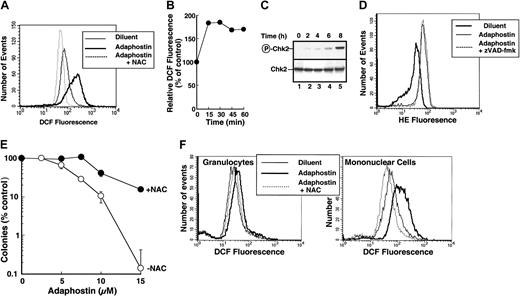 Figure 3. NAC inhibits adaphostin-induced ROS production and cytotoxicity in K562 cells. (A) K562 cells were treated for 90 minutes with diluent (light solid line), 10 μM adaphostin (heavy solid line), or 10 μM adaphostin in the presence of 24 mM NAC (added 15 minutes prior to adaphostin; dotted line). Peroxide production was assessed using CM-H2DCFDA. (B) K562 cells were treated for 0 to 90 minutes with 10 μM adaphostin and stained with CM-H2DCFDA. Fluorescence intensity was measured as indicated in panel A and normalized to diluent-treated cells. (C) K562 cells were treated with 10 μM adaphostin for the indicated length of time. Whole-cell lysates were subjected to SDS-polyacrylamide gel electrophoresis (SDS-PAGE) followed by blotting with serum that recognizes the activating phosphorylation of Chk2 on Thr.68 As a loading control, the same blot was probed with anti-Chk2 monoclonal antibody. (D) K562 cells were treated for 1 hour with diluent (heavy solid line), 10 μM adaphostin (light solid line), or 10 μM adaphostin after a 15-minute pretreatment with 50 μM zVAD (OMe)-fmk (dotted line). Superoxide was detected using H2E. (E) K562 cells were treated for 24 hours with the indicated concentrations of adaphostin alone (○) or together with 24 mM NAC (•). At the completion of the incubation, cells were washed and plated in 0.3% agar to allow colonies to form. Error bars, ± SD from quadruplicate samples. (F) Peripheral blood granulocytes (left panel) or mononuclear cells (right panel) from a previously untreated patient with CML were incubated for 1.5 hours in diluent (light solid line), 10 μM adaphostin (heavy solid line), or 10 μM adaphostin added 15 minutes after 24 mM NAC (dotted line). At the completion of the incubation, cells were stained with CM-H2DCFDA and examined by flow microfluorimetry to quantitate peroxide levels. Similar results were obtained in 2 additional CML patients.